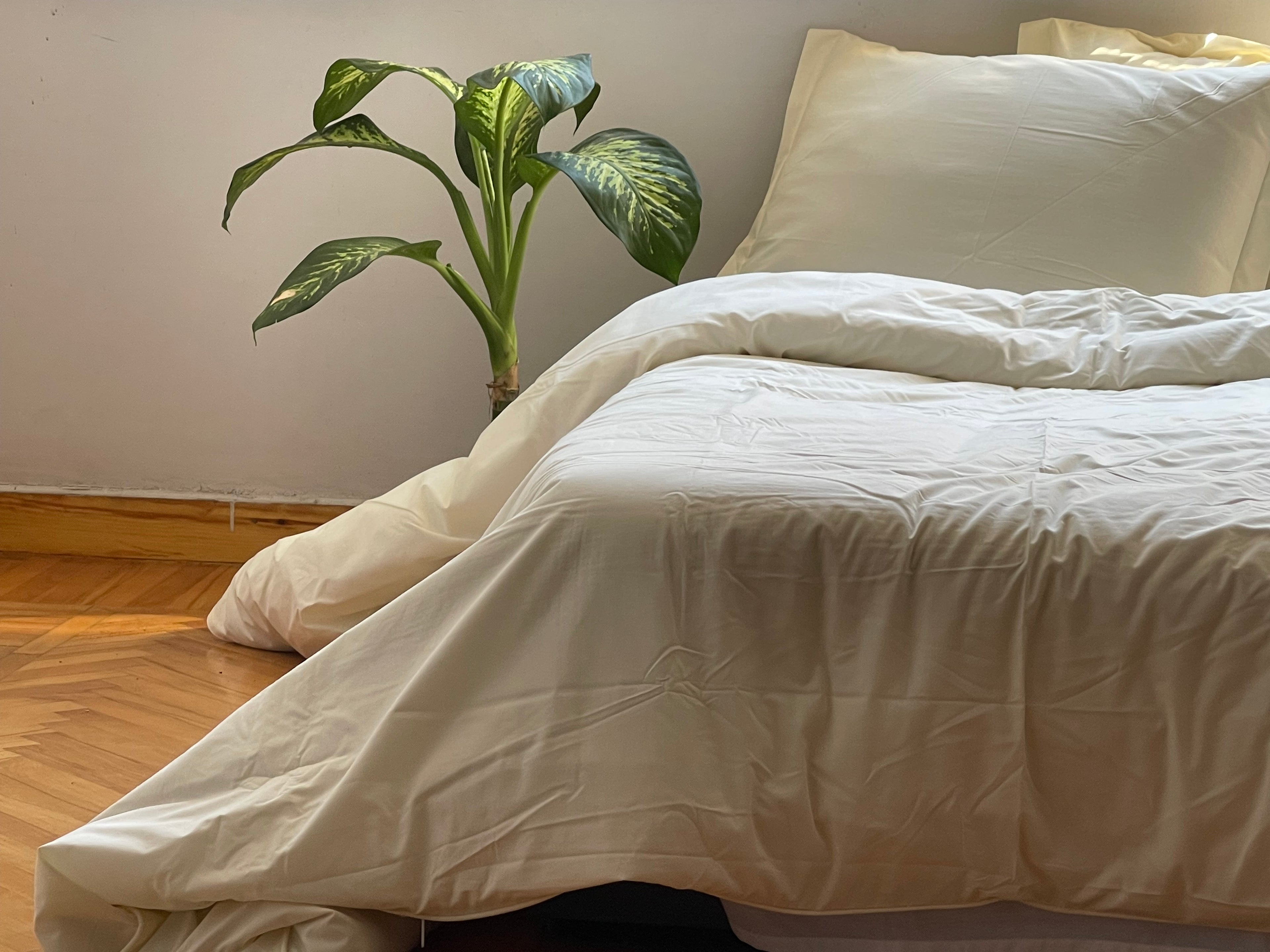 Percale Cornsilk Bed Sheet Set